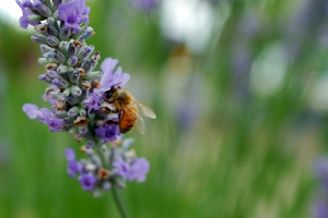 Bee in the Lavender